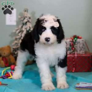 Willa, Sheepadoodle Puppy